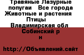 Травяные Лазурные попугаи - Все города Животные и растения » Птицы   . Владимирская обл.,Собинский р-н